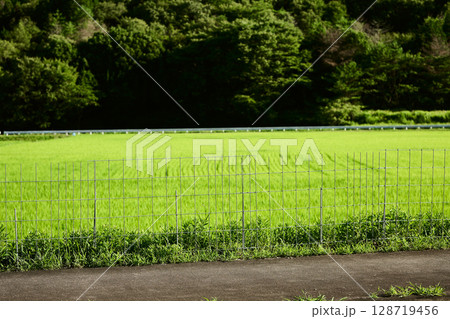 田んぼの周りに設置された柵 128719456