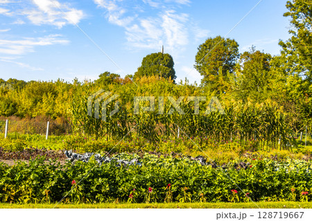 Cabbages and lettuces grow in vegetable patch and field Belarus. Cabbages and lettuces grow in vegetable patch and field Belarus. 128719667