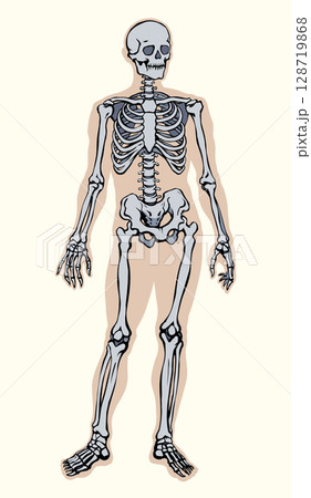 Human skeleton. Vector schematic drawing Human skeleton. Vector schematic drawing 128719868