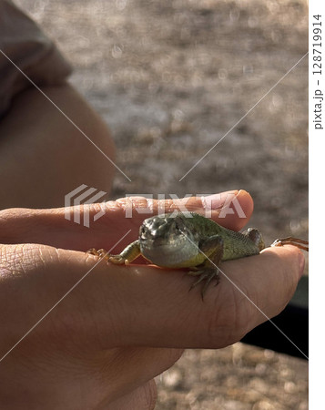 Close-Up of Lizard in Hand Outdoors 128719914