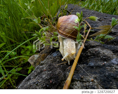 Large garden snail gliding over a rocky surface in a lush green environment during daylight hours Large garden snail gliding over a rocky surface in a lush green environment during daylight hours 128720027