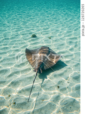 浅瀬を優雅に泳ぐエイと海底に落ちる光の模様 浅瀬を優雅に泳ぐエイと海底に落ちる光の模様 128720265