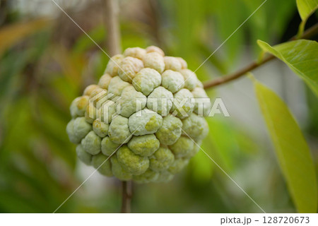 Annona squamosa sugar apples tree fruits bio unripe close-up sweetsops white green custard tropical lowland climate, well-branched tree shrub detail, wind in branches and leaves garden farm, organic 128720673