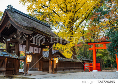 秋の河合神社、美しい銀杏と社殿 128720893