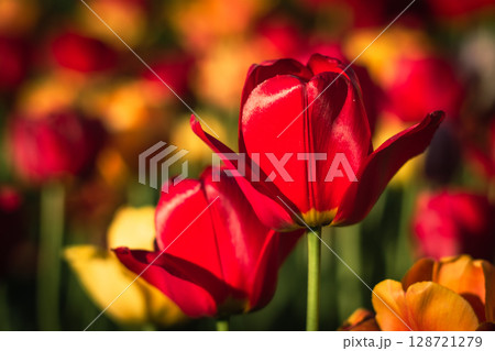 A scarlet tulip among other flowers A scarlet tulip among other flowers 128721279