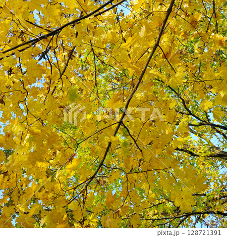 Autumn colored yellow maple tree branch on sunny blue sky. Autumn colored yellow maple tree branch on sunny blue sky. 128721391