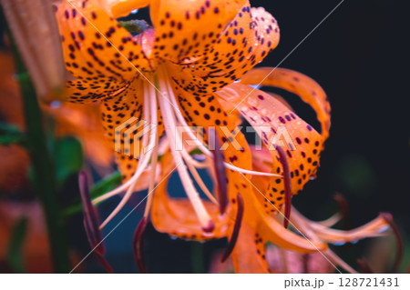 ゆりの花 128721431