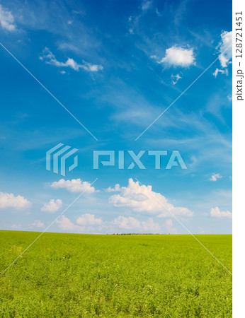 Fresh spring clover field and blue sky 128721451