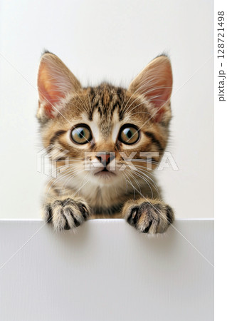 箱に入ったノルウェージァンフォレストキァットの仔猫 128721498