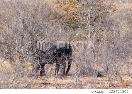 African Elephant in Chobe National Park African Elephant in Chobe National Park 128721502