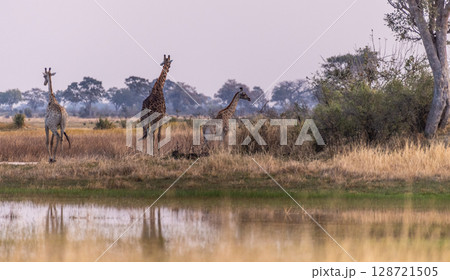 Giraffes in the Okavango Wetlands 128721505