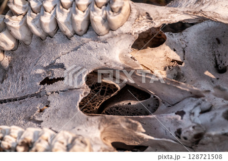 Giraffe skull in the Okavango 128721508