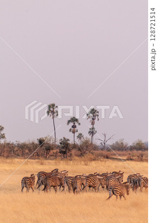 A herd of Zebras roaming the Okavango Delta 128721514