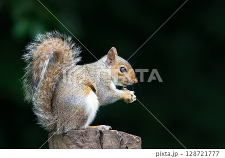 Grey squirrel eating nut on a tree stump Grey squirrel eating nut on a tree stump 128721777
