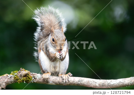 Portrait of a young grey squirrel eating nut on a tree branch Portrait of a young grey squirrel eating nut on a tree branch 128721794