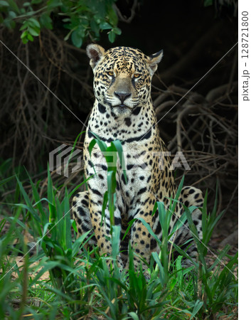 Portrait of a jaguar sitting on a riverbank in the Pantanal, Brazil. Portrait of a jaguar sitting on a riverbank in the Pantanal, Brazil. 128721800