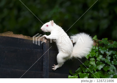Albino grey squirrel with white fur and pink eyes perched on a garden fence, UK. Albino grey squirrel with white fur and pink eyes perched on a garden fence, UK. 128721806