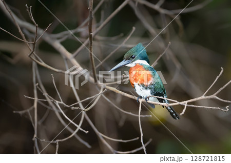 Green kingfisher perched on a tree branch, Pantanal, Brazil 128721815
