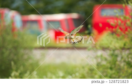 Common kestrel hovering above a grassy patch near railway lines 128721823