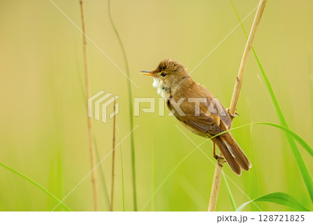 Close-up of a common reed warbler in a meadow Close-up of a common reed warbler in a meadow 128721825