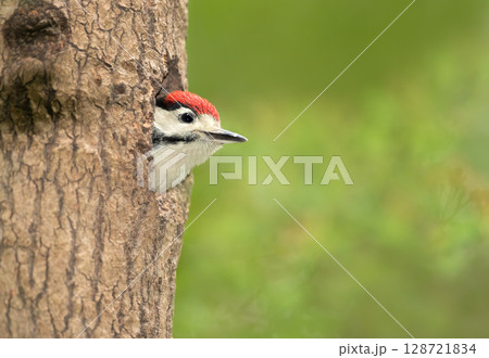 Great spotted woodpecker chick sitting in a tree hole in spring Great spotted woodpecker chick sitting in a tree hole in spring 128721834