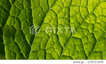 Close-Up Detail of a Vibrant Green Leaf Intricate Vein Structure 128721849