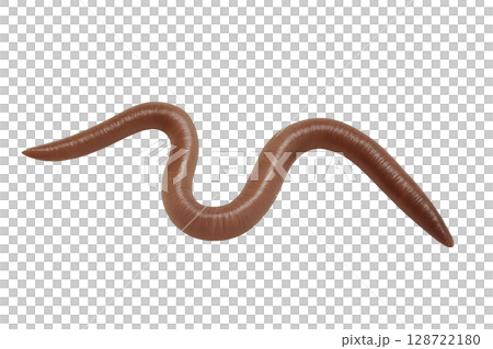 Curved Brown Earthworm on a Smooth Surface in Natural Light During Daytime in a Garden Setting 128722180