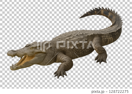 Crocodile Basking in Sunlight While Displaying Powerful Jaw at a Riverbank Location 128722275