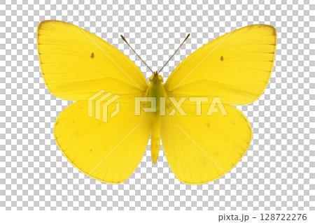 Bright Yellow Butterfly Showcasing Elegant Wings Perched on a White Background Bright Yellow Butterfly Showcasing Elegant Wings Perched on a White Background 128722276