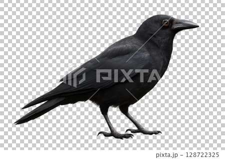 Detailed View of a Raven Standing on the Ground With Glossy Black Feathers in a Natural Setting 128722325
