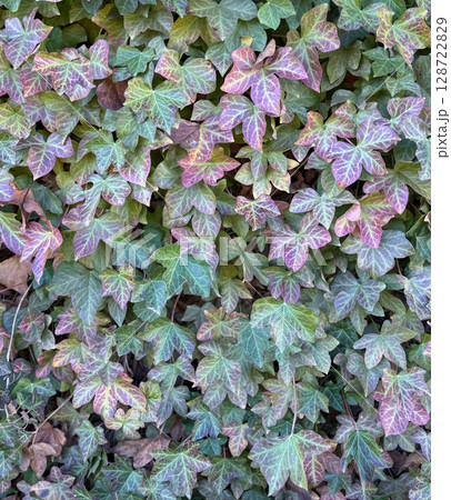 Vibrant Green and Purple Ivy Leaves Display Vibrant Green and Purple Ivy Leaves Display 128722829