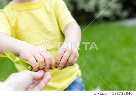 Little child takes green peas from the pod which holds his mother. Closeup, selective focus. Little child takes green peas from the pod which holds his mother. Closeup, selective focus. 128722840