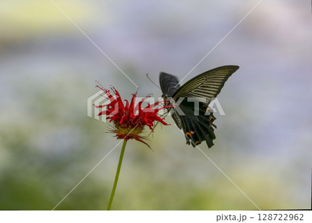 モナルダ,の花の蜜を吸うカラスアゲハ 128722962