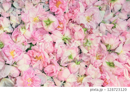 Damask rose petals, natural background. Freshly harvested pink rose petals with soft light for processing or cosmetic use. Concept of rose petals, natural beauty and floral industry in Bulgaria 128723120