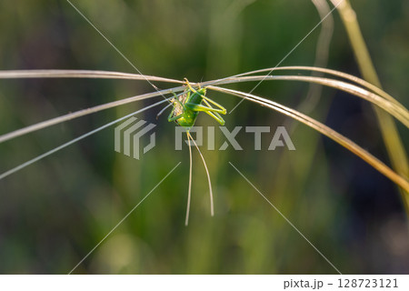 A green grasshopper on a blade of grass. A green grasshopper on a blade of grass. 128723121