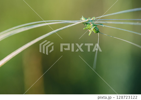 A green grasshopper on a blade of grass. A green grasshopper on a blade of grass. 128723122