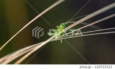 A green grasshopper on a blade of grass. A green grasshopper on a blade of grass. 128723123