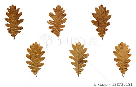 Autumn fallen dry beige and brown oak leaves isolated on white background, autumn season concept Autumn fallen dry beige and brown oak leaves isolated on white background, autumn season concept 128723151