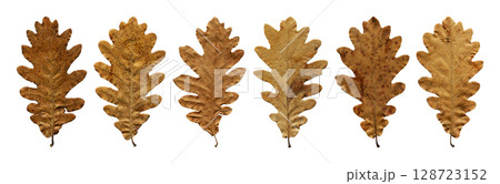 Autumn fallen dry beige and brown oak leaves isolated on white background, autumn season concept Autumn fallen dry beige and brown oak leaves isolated on white background, autumn season concept 128723152