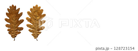 Autumn fallen dry beige and brown oak leaves isolated on white background, autumn season concept Autumn fallen dry beige and brown oak leaves isolated on white background, autumn season concept 128723154
