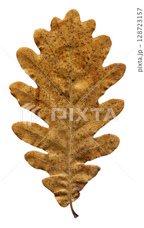 Autumn fallen dry beige and brown oak leaves isolated on white background, autumn season concept Autumn fallen dry beige and brown oak leaves isolated on white background, autumn season concept 128723157