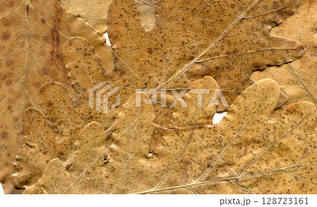 Autumn fallen dry beige and brown oak leaves background, autumn season concept Autumn fallen dry beige and brown oak leaves background, autumn season concept 128723161
