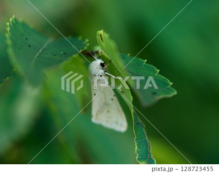 葉の上の夜行性蛾 ヒトリガ科キハラゴマダラヒトリ 葉の上の夜行性蛾 ヒトリガ科キハラゴマダラヒトリ 128723455
