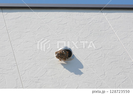 住宅の排気口に巣を作るあしなが蜂 128723550