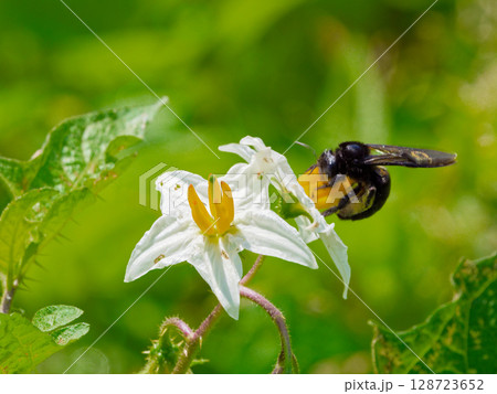 訪花昆虫ミツバチ科タイワンタケクマバチ 訪花昆虫ミツバチ科タイワンタケクマバチ 128723652