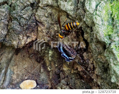 コナラの樹液をめぐる争い ルリタテハとオオスズメバチ 128723710