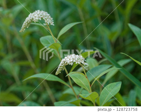 サクラソウ科オカトラノオの花穂 サクラソウ科オカトラノオの花穂 128723758