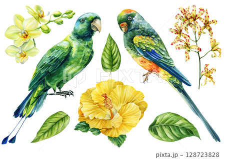 Tropical parrots with hibiscus orchids and green leaves watercolor exotic bird floral clipart set on white background Tropical parrots with hibiscus orchids and green leaves watercolor exotic bird floral clipart set on white background 128723828