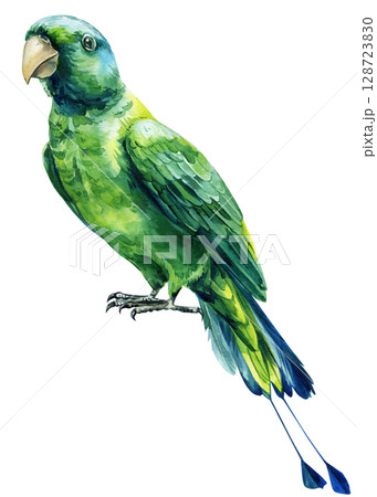 Green tropical parrot with long blue tail, watercolor exotic bird illustration on white background. Racket-tailed parrots 128723830