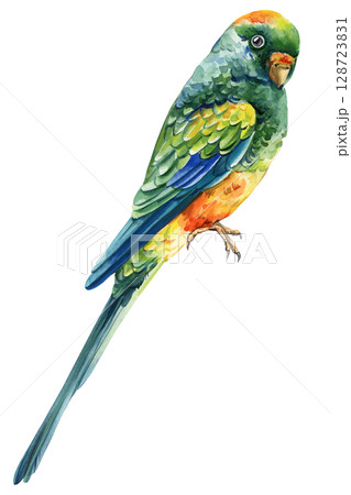 Colorful parrot with blue green yellow and orange feathers watercolor tropical bird illustration on white background Colorful parrot with blue green yellow and orange feathers watercolor tropical bird illustration on white background 128723831